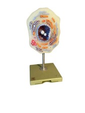 SOMSO Animal Cell, Enlarged