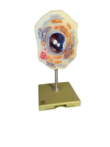 Somso animal cell enlarged - somso, cell,