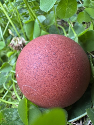 Black copper marans hatching - copper,