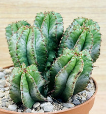 Euphorbia horrible, pot 10 cm