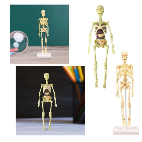 Anatomique humain anatomie - humain,
