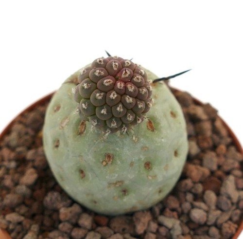 Tephrocactus geometricus two - tephrocactus,