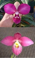 Phragmipedium Acker’s Rose