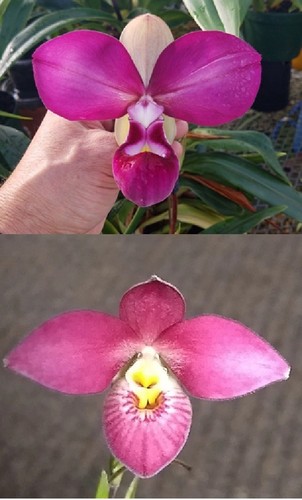 Phragmipedium acker rose - acker’s,