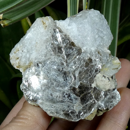 Mica gris muscovite quartz - mica, &