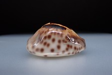 08 - Sea shells - Cypraea