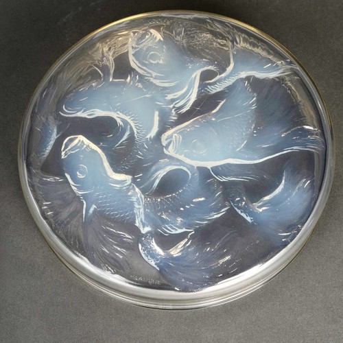Boite cyprins poissons verre - boite,