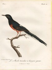 Shama À Rumpes Blanches