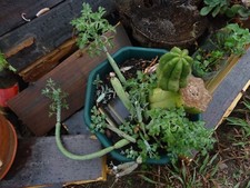 lot====un mariage de cacté avec gros bébé et  avec euphorbe