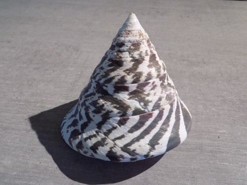 Coquillage new tegulidae - ,