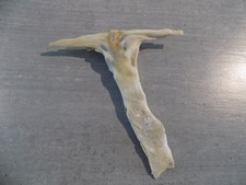 Coquillage :  NEW MALLEIDAE