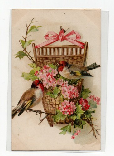 Oiseaux chardonnerets - oiseaux,