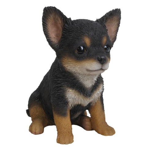 Black brown chihuahua - black, puppy