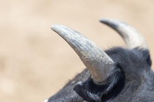 Poster corne de taureau (90 x