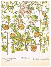 CLEMATIS & FLAMMULA - PLANCHE