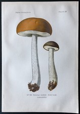 1891 - Planche couleur