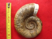 Ammonite du Pliensbachien 