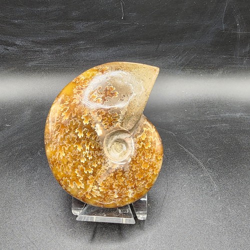 Complete polished ammonite - complete,