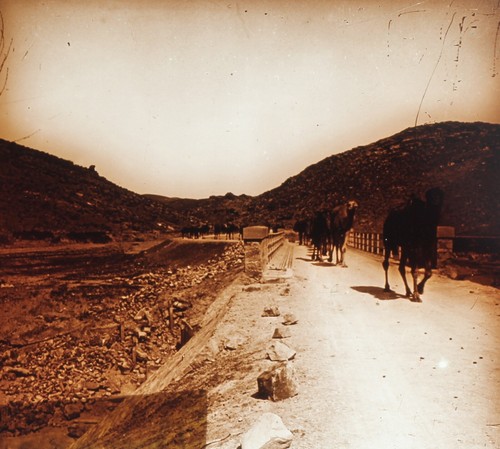Maghreb caravane dromadaires - maghreb,