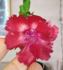 Schlumbergera hybride Ascot