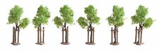 NOCH - Lot de 6 jeunes arbres