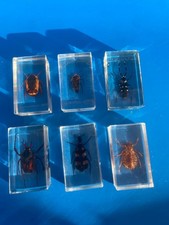 Lot De 6 Résine inclusion