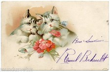 MAGNIFIQUES CHATONS. ADORABLE KITTENS. CHATS. CATS. KATZE.