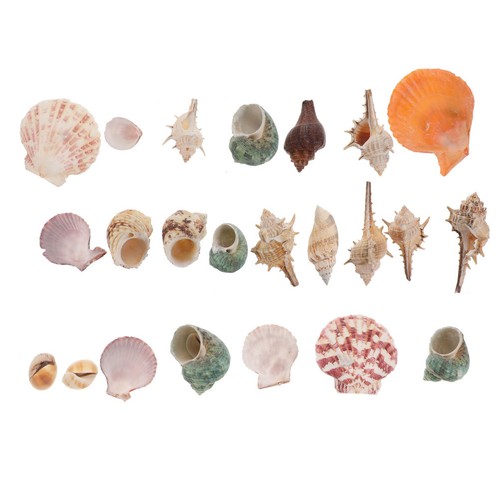 Coquillages décoratifs - coquillages,