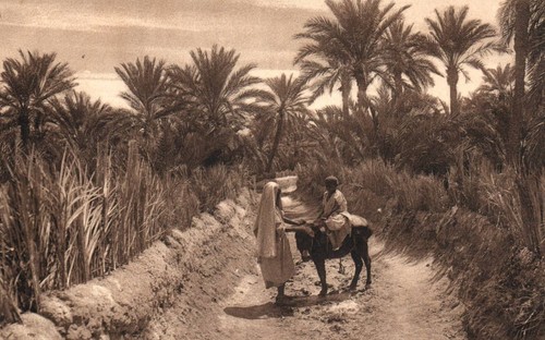 Cpa algerie scènes - algerie,