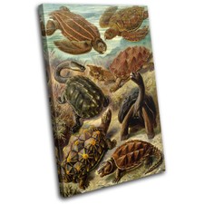 Botanical Turtles Sea Vintage