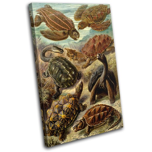 Botanical turtles sea vintage - sea,