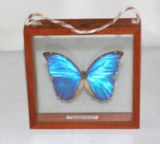 Cadre Véritable Papillon Morpho Melenaus  entomologie taxidermie