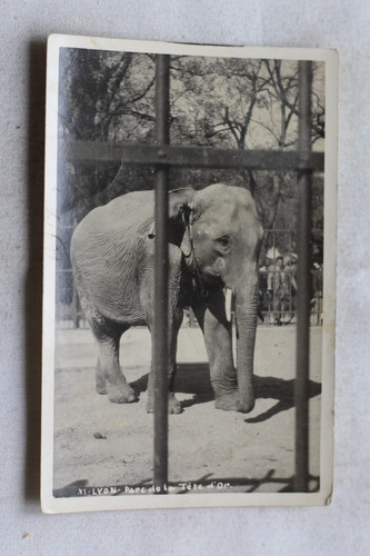 Carte photo éléphant - éléphant,, lyon
