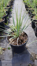 Yucca rostrata / Conteneur de