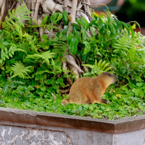 Fausse marmotte figurine - fausse,