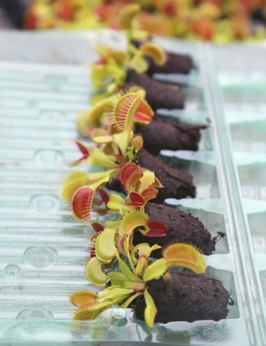 Mini mottes dionaea - mini,