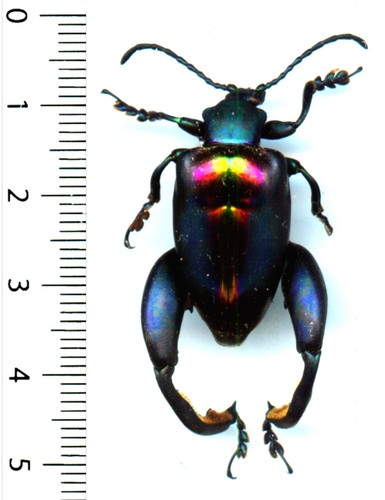 Chrysomelidae sagra buqueti - sagra,