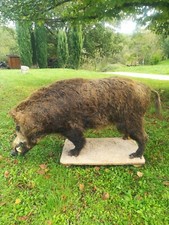 sanglier entier naturalisésur socle à roulettes. Beaux grès et belles défenses.