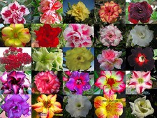 Neuf adenium obesum - neuf,
