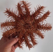 curiosité , taxidermie : Superbe Etoile De Mer Acanthaster