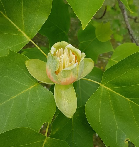 Liriodendron tulipifera - , /