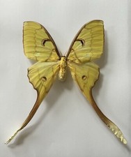 Actifs Isis Femelle A- 