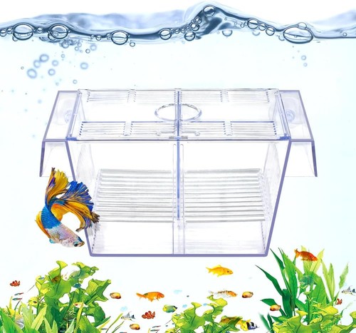 Fischzuchtbox aquarium - fischzuchtbox,