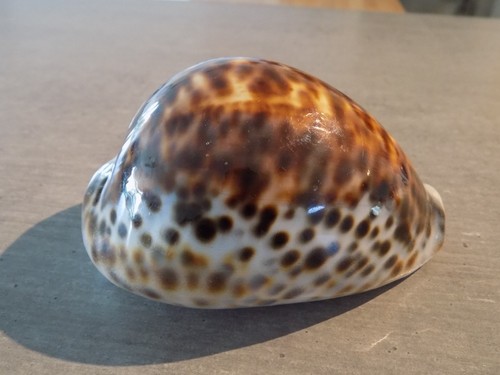 Coquillage new cypraea - :,
