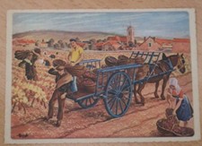 CPA non écrite POMMARD VENDANGE AU PANIER Illustrateur Homualk Années 1940-50