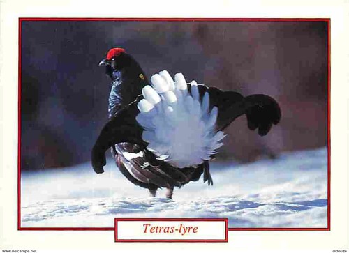 Carte postale animaux - -,