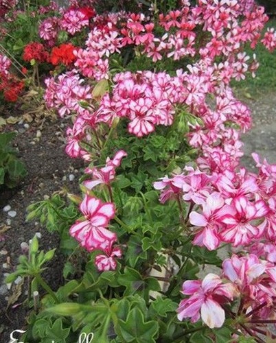 Geranium lierre mélange - geranium,