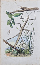 Gravure aquarellée XIXe