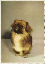 CPA AK Pekinois DOG (1178895)