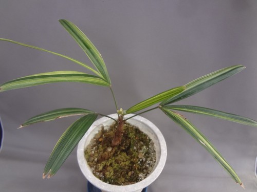 Rhapis excelsa nanzan - rhapis, 'nanzan